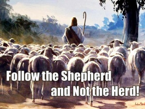 follow shepherd