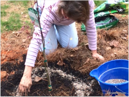 planting the "Myrt" tree