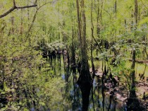 more swamp